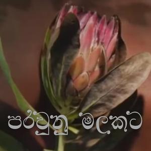 PARAUNU MALAKATA (පරවුනු මලකට)