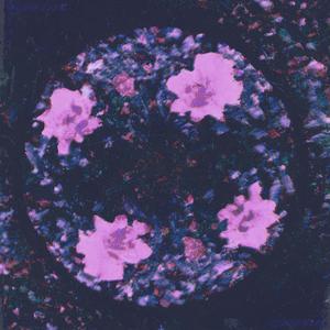 Flowerbomb (Dj Cinéma Quartier Latin Remix)