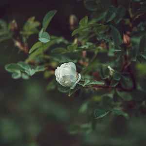 工作背景音乐：窗外的小鸟 (钢琴曲)