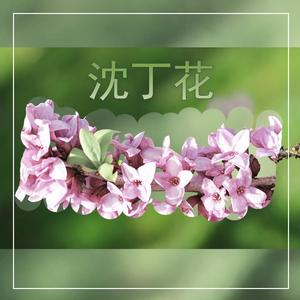 沈丁花