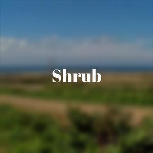 Shrub