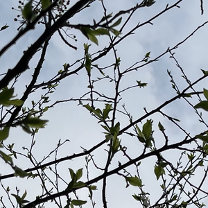 思念是慢性顽疾