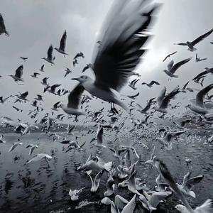 躲闪摇 (摇摆版)