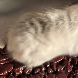 猫跑酷の脑中小曲