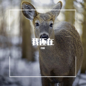 狍子