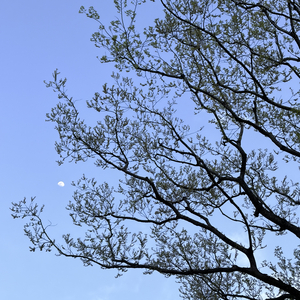 野心家—灼灼韶华