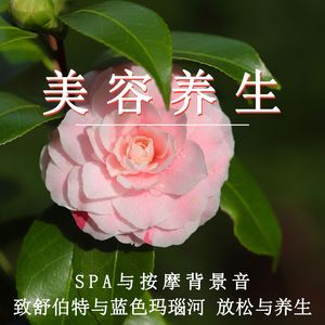 舒伯特的晚安曲