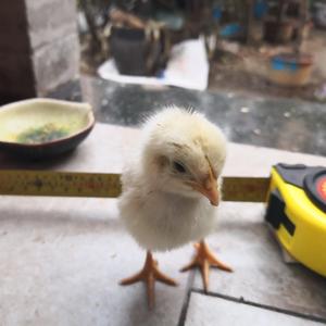 Glenn Gould-Opp.1 BWV 775 Inventio No.4 in D minor（行走的BGM remix）