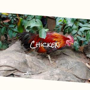 If I Were A Rich Man