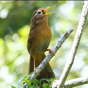 Burung Wambi (Remix)