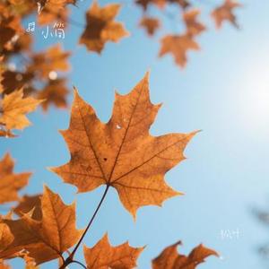 竖琴与钢琴编织的睡前谧境