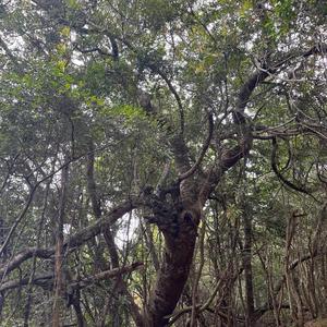 How many hues of green