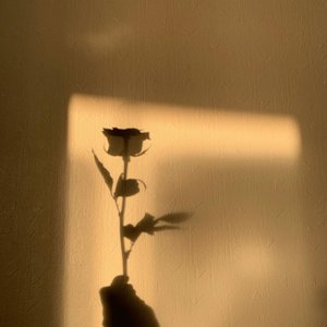 4月の桜(Cherry Blossoms in April)