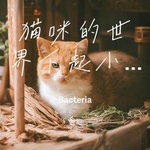 猫咪的世界下起小鱼干