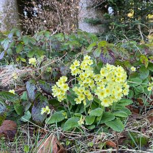 Gipfel im Sunnestrahl