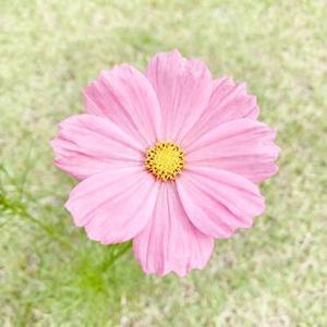 童话镇 (是鱼呀 Remix)