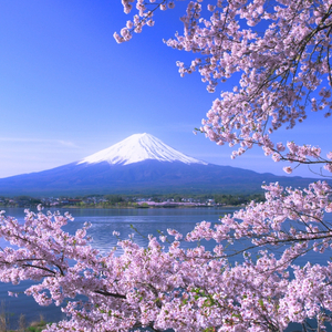 Cherry Blossom Time（Cover 押尾光太郎）