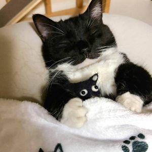 可爱猫咪（钢琴曲）