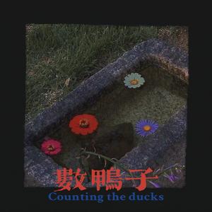 數鴨子