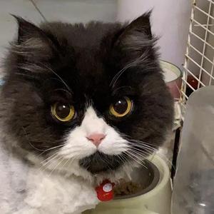 不普通的普通女孩