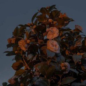 Death Flower