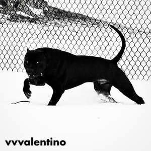 CANE CORSO