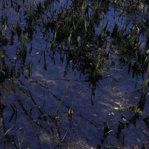 你变成我心中的刺