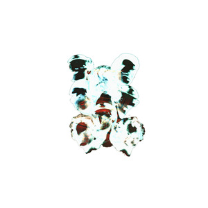 Desecrated Landscape