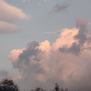 Dance of the Water Plants