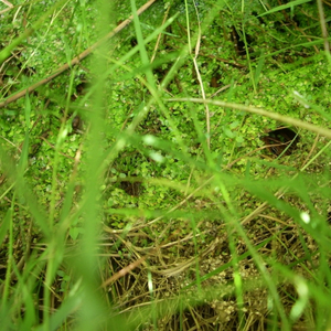 gulch 5 (cleaned up version)