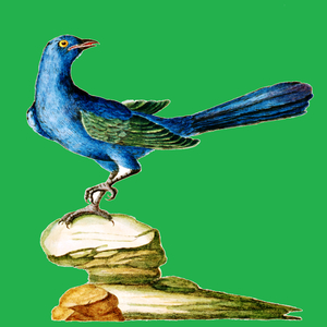 Cuckoo Singing