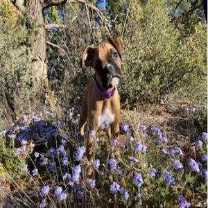 My Wiggle Butt (The Boxer Song)