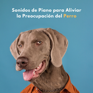 Melodías Tranquilas Para Perros