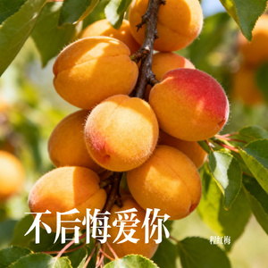 不后悔爱你