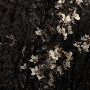 杀死那个石家庄人