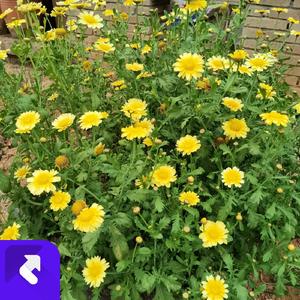 逐梦之旅 (现场)