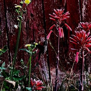 FUEGO (feat. AG & HEYZOOS)