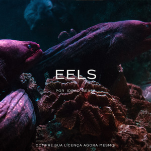 Eels