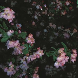橘色苍穹