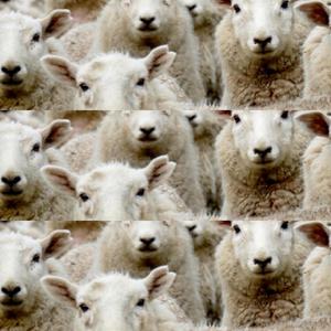 Sheeple