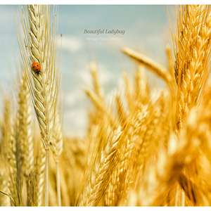이렇게 조금만 있자