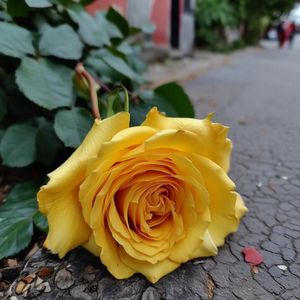 远方的花（薛静蕊）