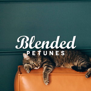 Little Kitten (小猫)