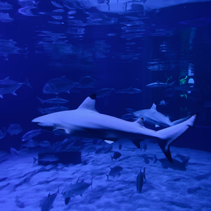 Amtrak - Los Retros (cover by BadWhiteG)