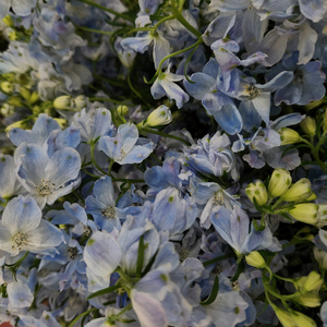 돌고래의 울음소리