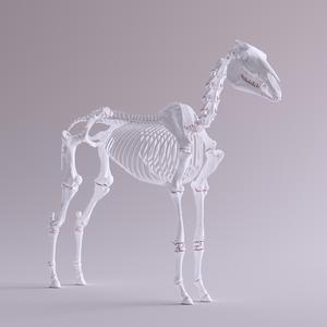 PAPERTIGER