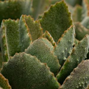 Melodías Aromáticas