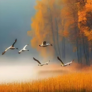 轻音乐舒缓放松纯音乐：冥想