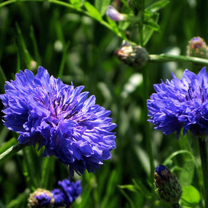 Cornflower