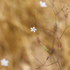 讓人舒適的棕色噪音(Loopable)